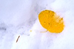 Leaf in Snow, Serene Lakes, California